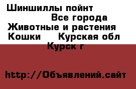 Шиншиллы пойнт ns1133,ny1133. - Все города Животные и растения » Кошки   . Курская обл.,Курск г.